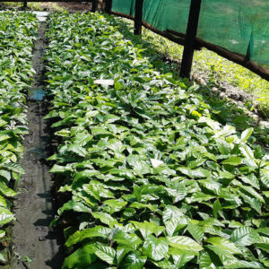 Clonal Coffee Seedlings
